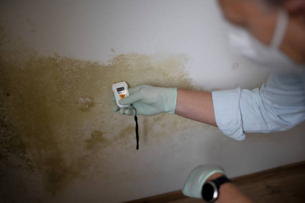 Professional Mold Remediation in Williamsburg, KY